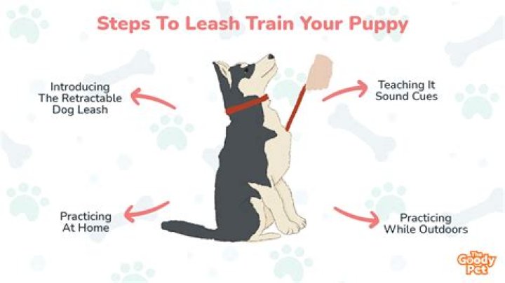 When should I start walking my puppy on a leash?