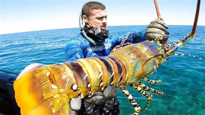 Where are rainbow lobsters found?
