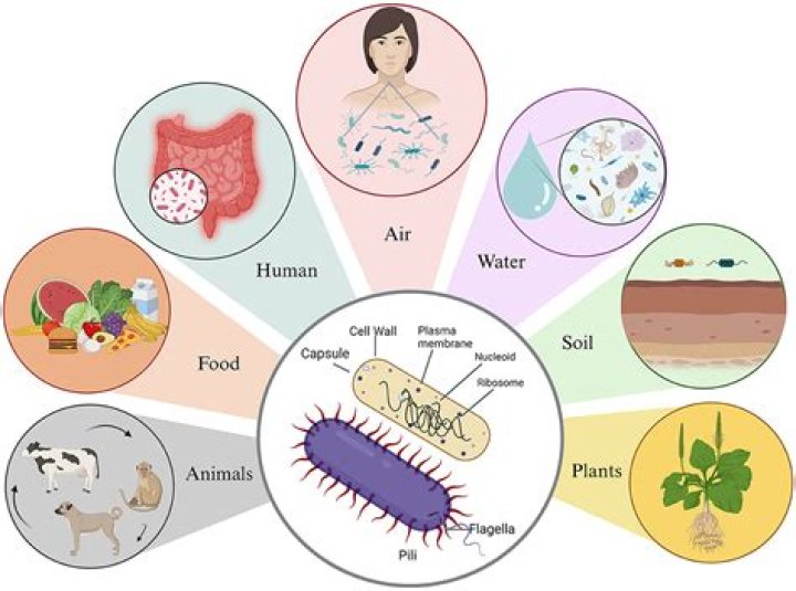 Where do bacteria grow and multiply?