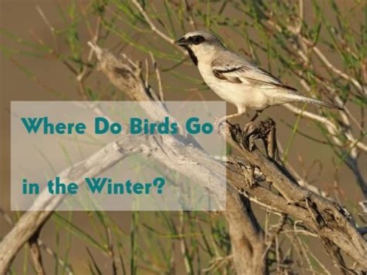 Where do birds go in the winter?