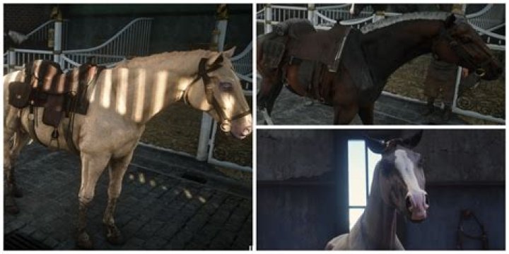 Where do dead horses go?