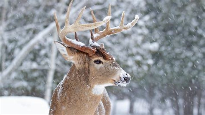 Where do deer sleep in the winter?