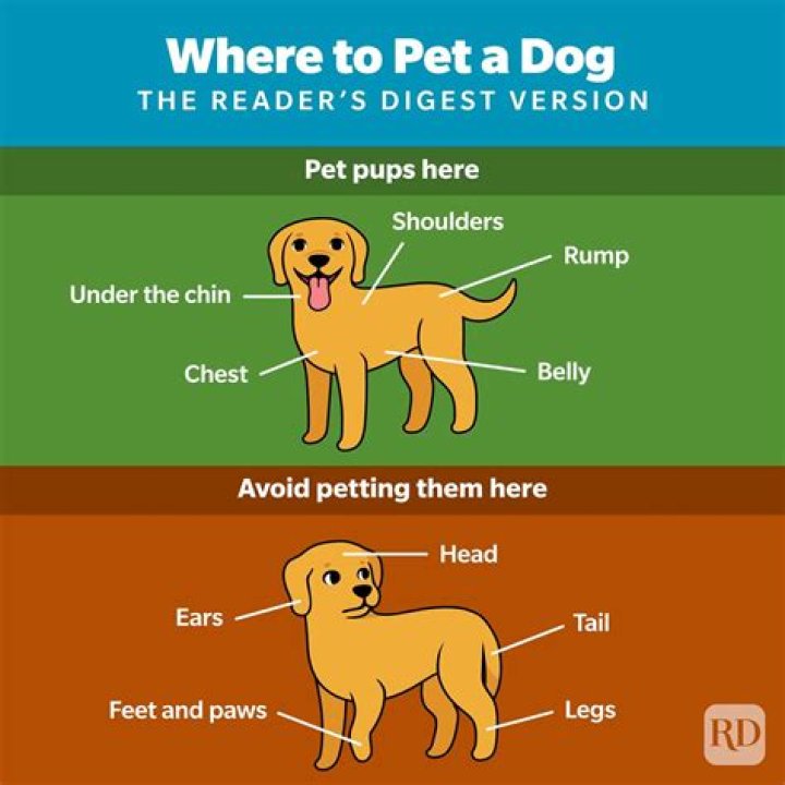 Where do dogs like to be petted or scratched?