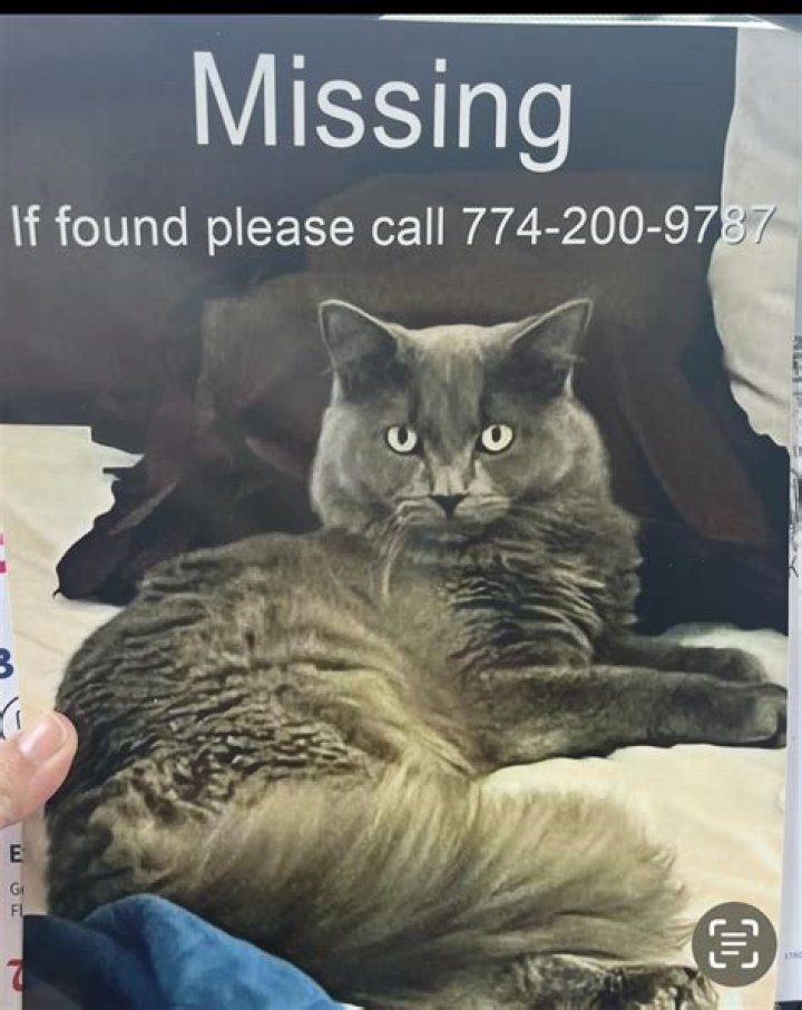 Where do most missing cats go?
