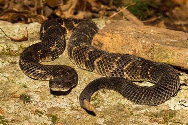 Where do rattlesnakes go during winter?