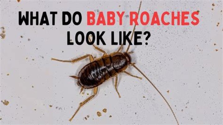 Where do roaches not live?