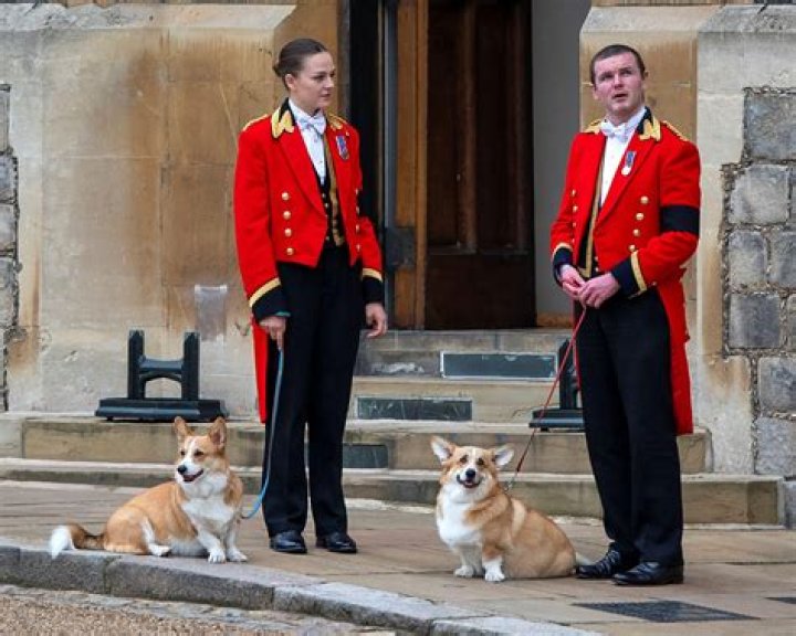 Where do the Queen's dogs sleep?