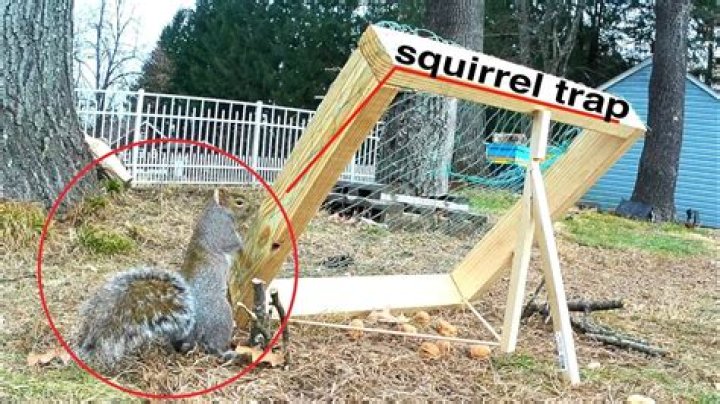 Where do you put a squirrel trap?