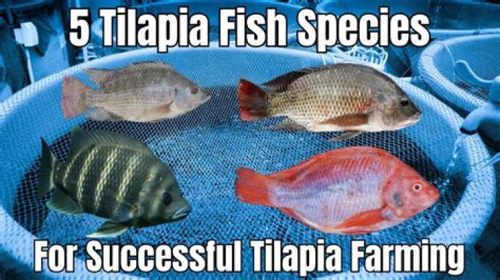 Where does Costco get its tilapia fish?