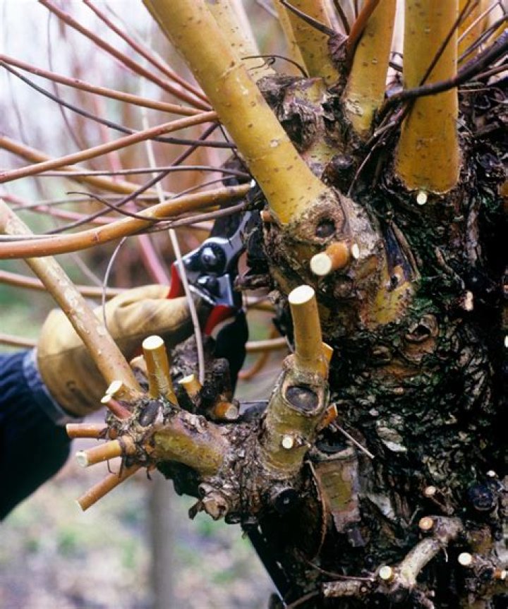 Where should you cut when pollarding?