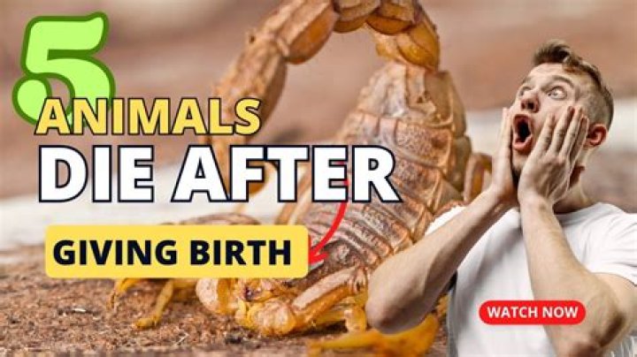 Which animal dies after childbirth?