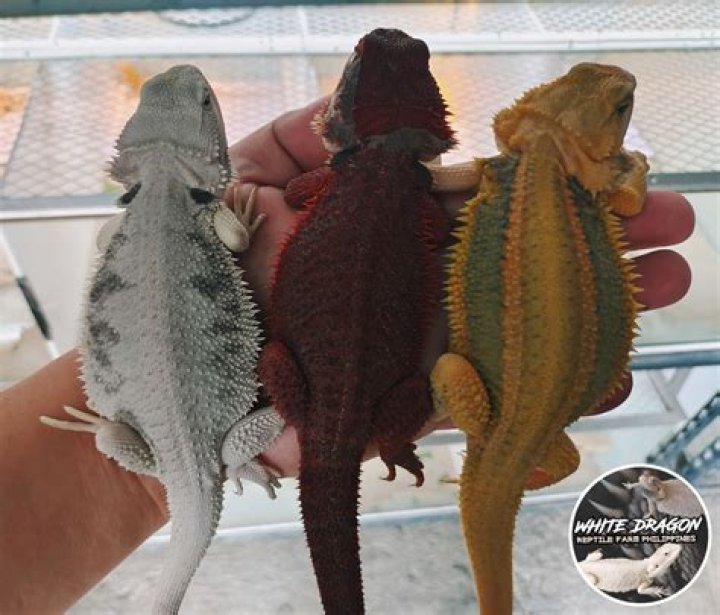 Which bearded dragon gets the biggest?