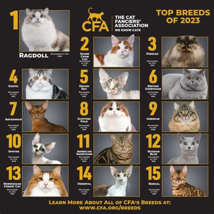 Which cat breed is the most loyal?