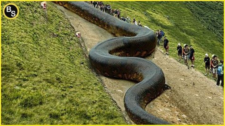 Which country has a biggest snake?