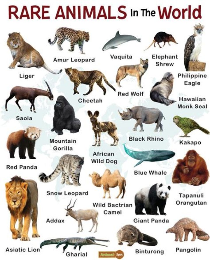 Which country has the rarest animals?