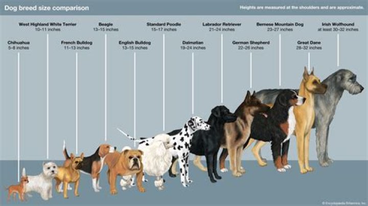 Which dog breed likes to cuddle the most?