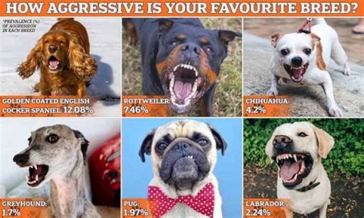 Which dog is the most loyal to its owner?