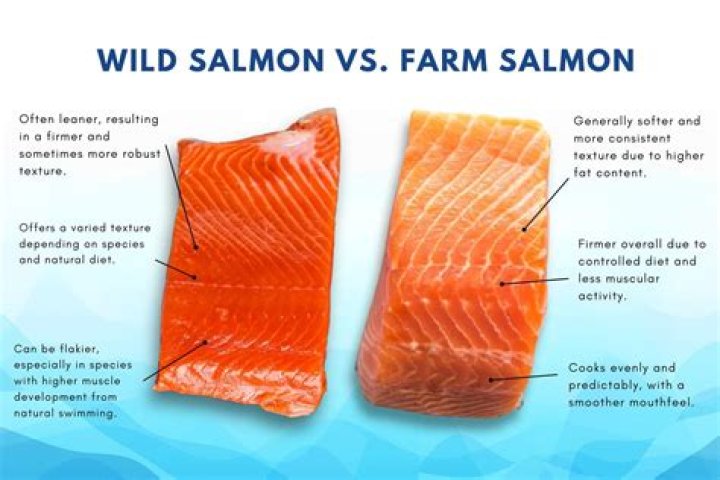 Which farmed salmon is best?