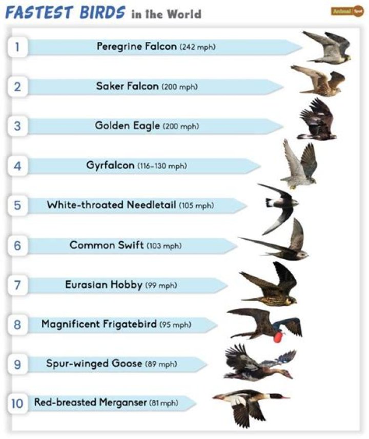 Which is the fastest hawk?