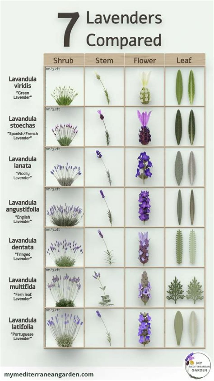 Which lavender is best for bees?