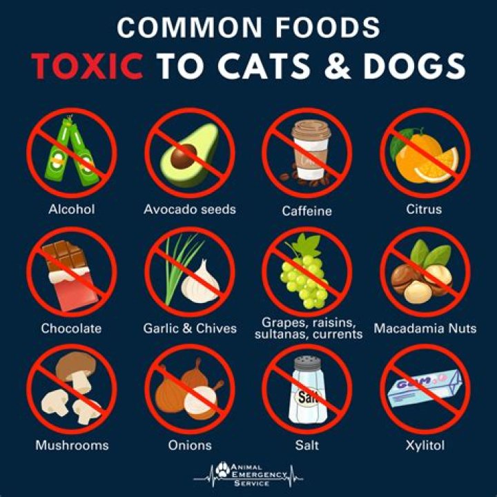 Which of these foods are toxic to dogs?