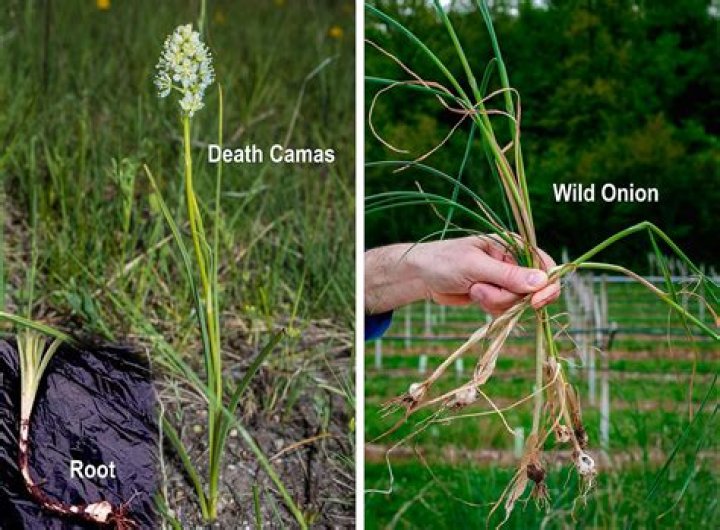 Which plant causes death?