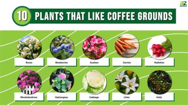 Which plants do not like used coffee grounds?