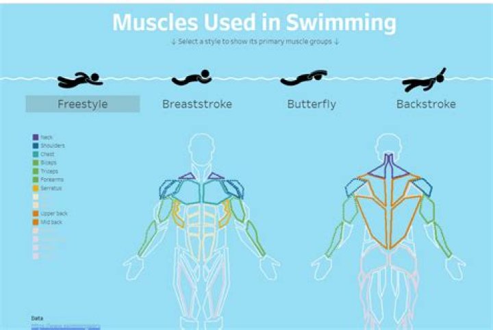 Which swim stroke builds muscle?