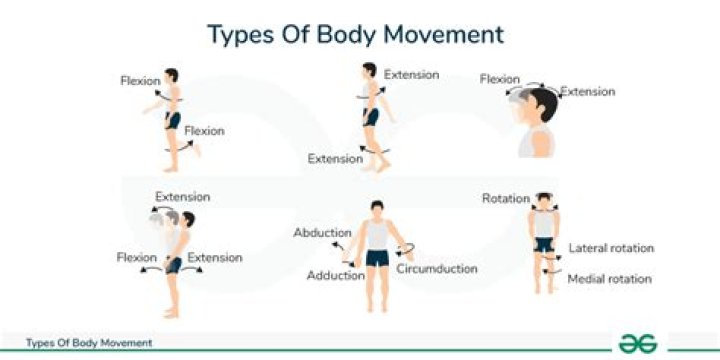 Which type of movement would the saccule detect?