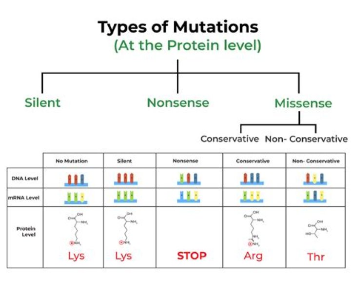 Which types of point mutations typically cause the most significant changes?