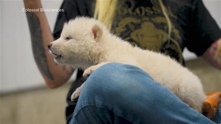 Who brought rubber to India?