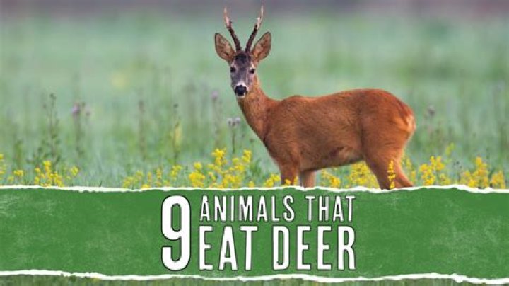 Who eats deer?
