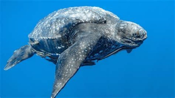 Who is leatherback Kaiju?