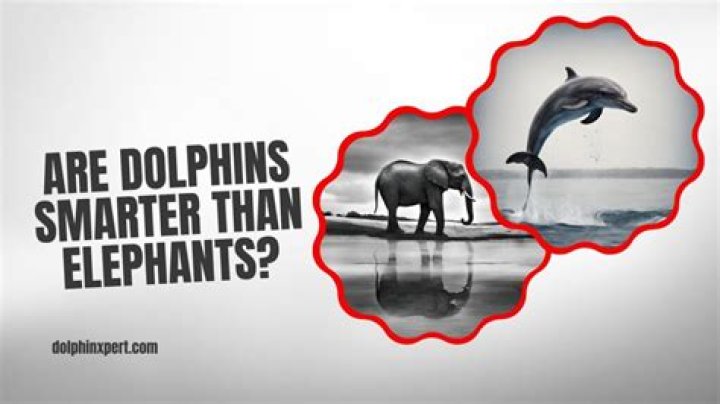 Who is smarter dolphins or elephants?
