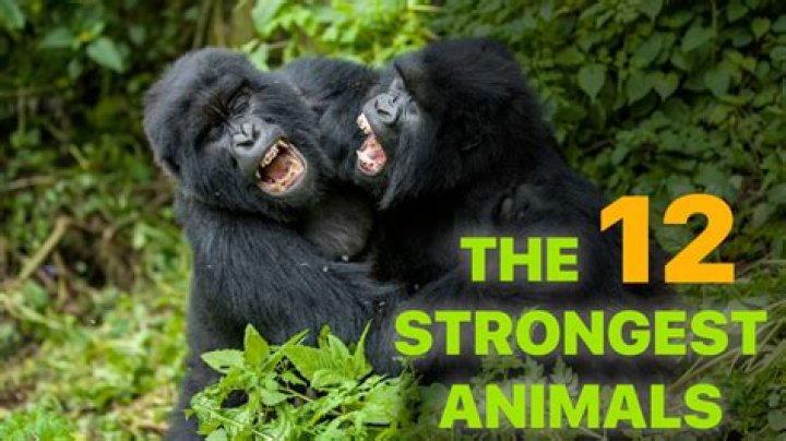 Who is the strongest animal in the jungle?