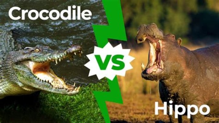 Who would win hippo or crocodile?