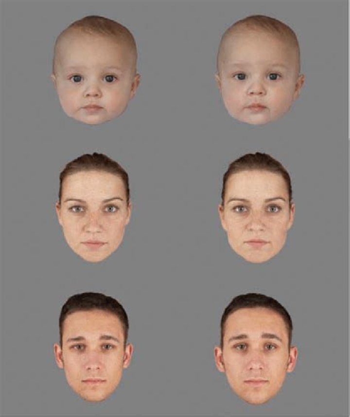 Why are baby faces attractive?