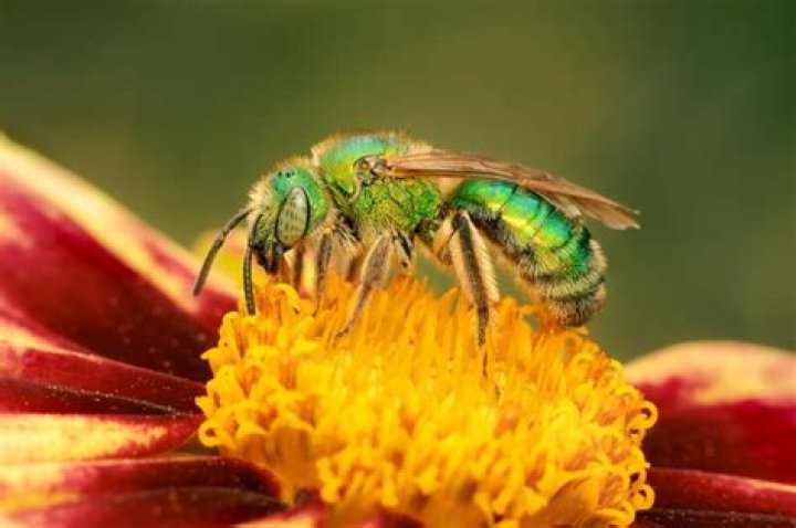 Why are bees attracted to me?