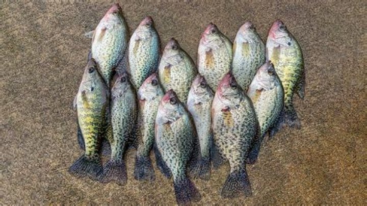 Why are fish called crappie?