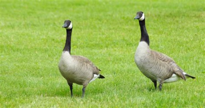 Why are geese on my lawn?