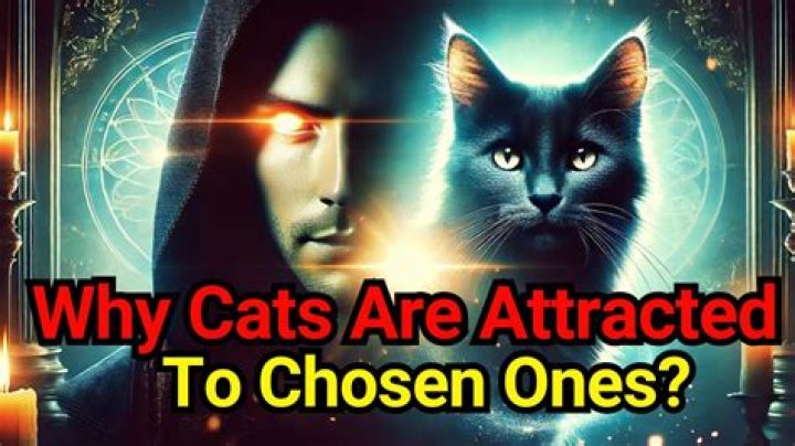 Why are humans attracted to cats?