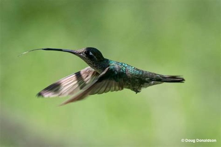 Why are hummingbirds not allowed in Hawaii?