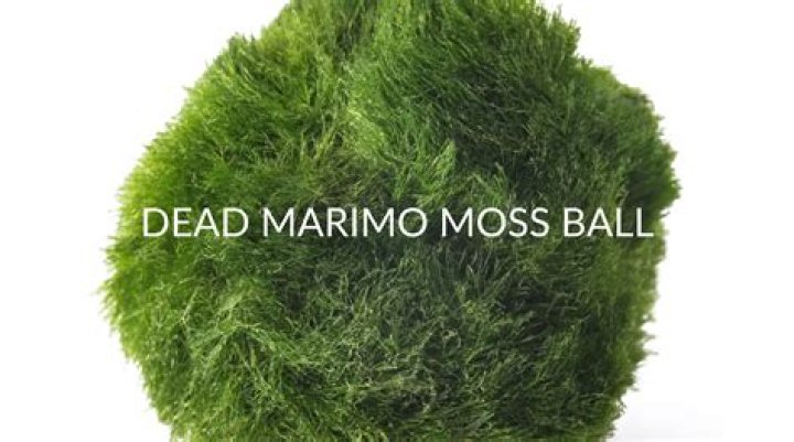 Why are Marimo moss balls illegal?