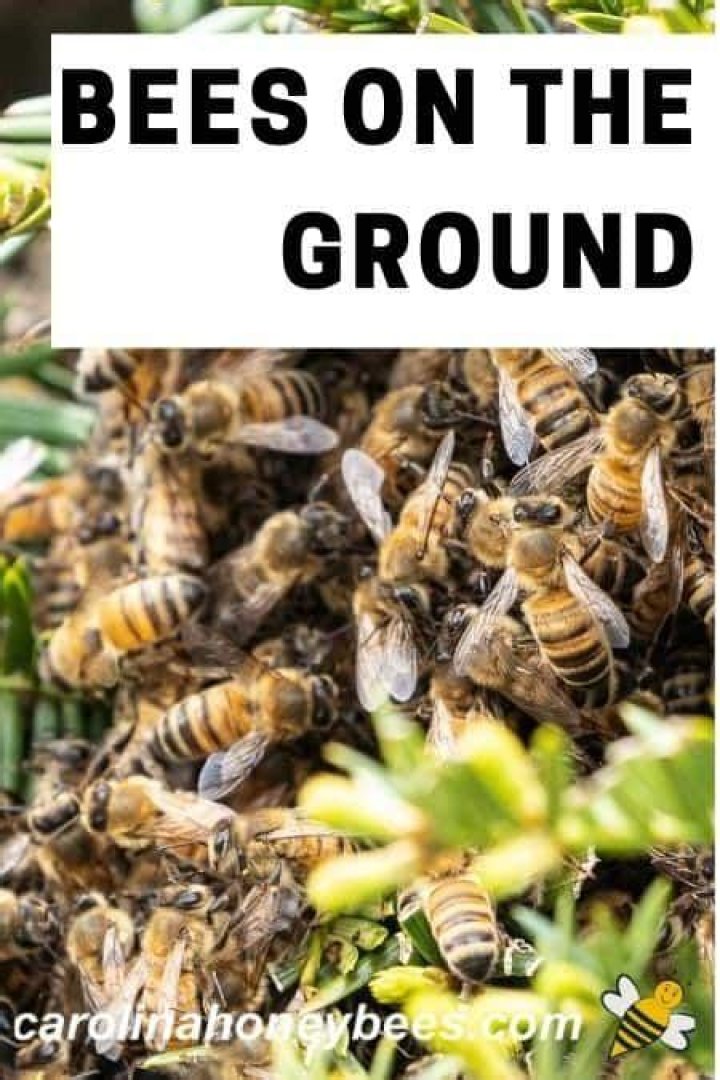 Why are my bees on the ground?