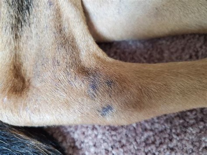 Why are my dogs ashes black?