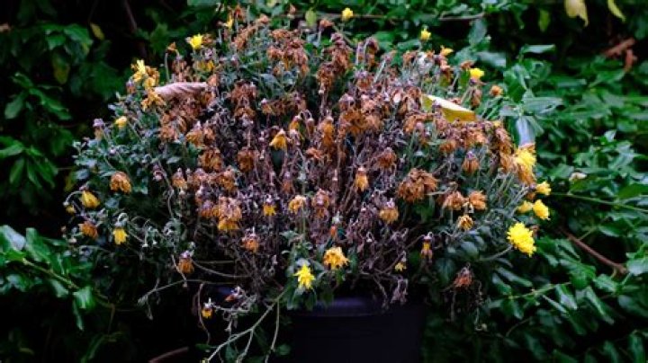 Why are my mums leaves turning yellow?