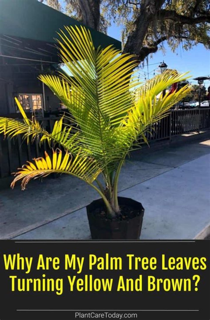 Why are my outdoor palm trees turning brown?