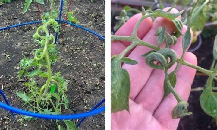 Why are my tomato leaves curling?