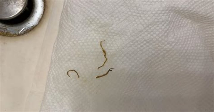 Why are my worms in the bottom tray?