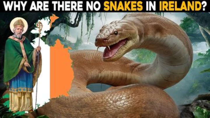 Why are there no snakes in Alaska?